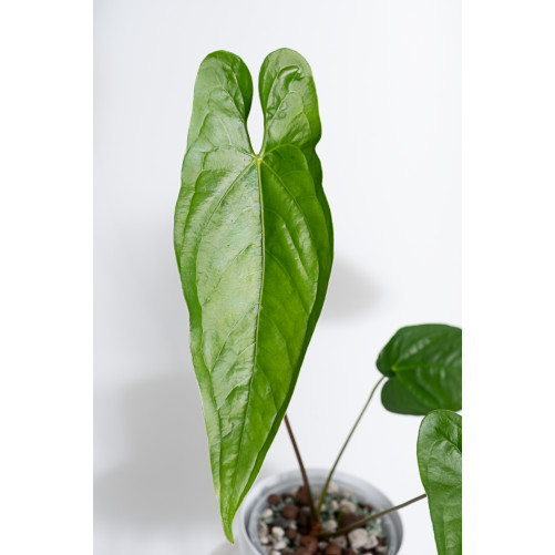 Anthurium nigrolaminum