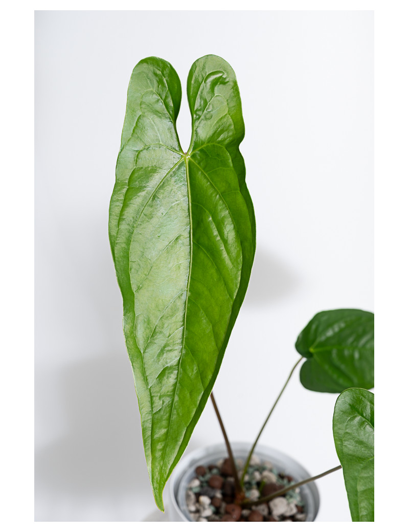 Anthurium nigrolaminum