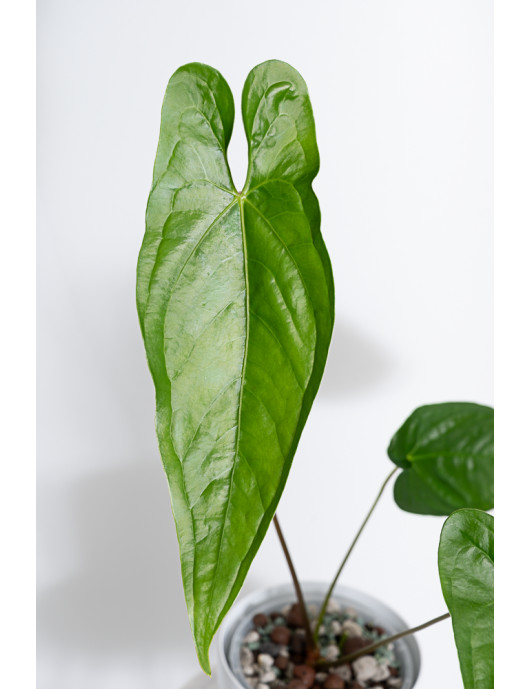 Anthurium nigrolaminum