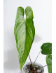 Anthurium nigrolaminum
