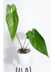 Anthurium nigrolaminum