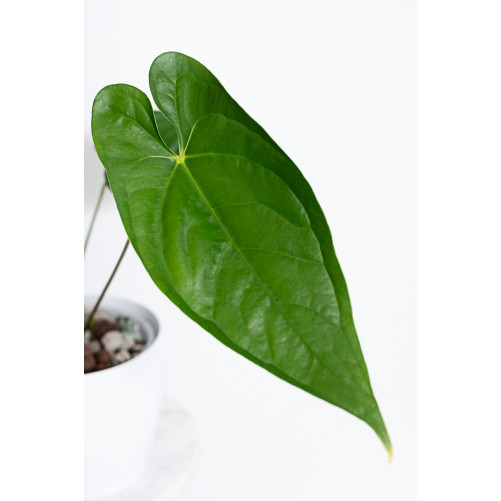 Anthurium nigrolaminum