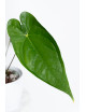 Anthurium nigrolaminum