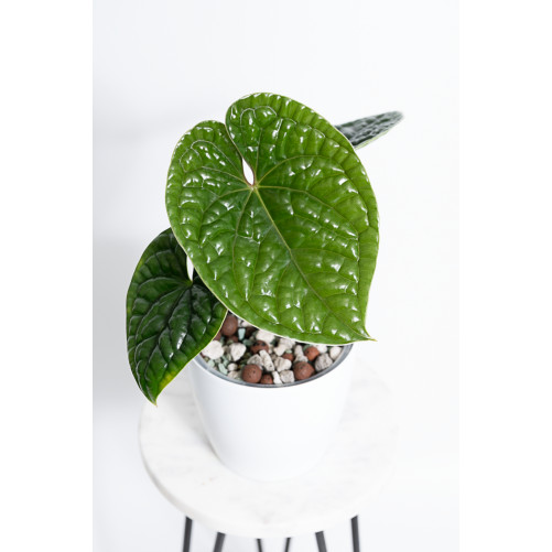 Anthurium luxurians