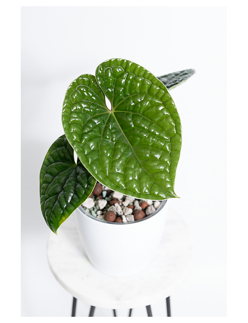 Anthurium luxurians