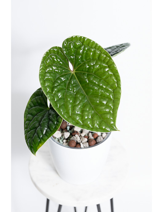 Anthurium luxurians