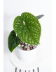 Anthurium luxurians