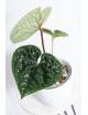 Anthurium luxurians