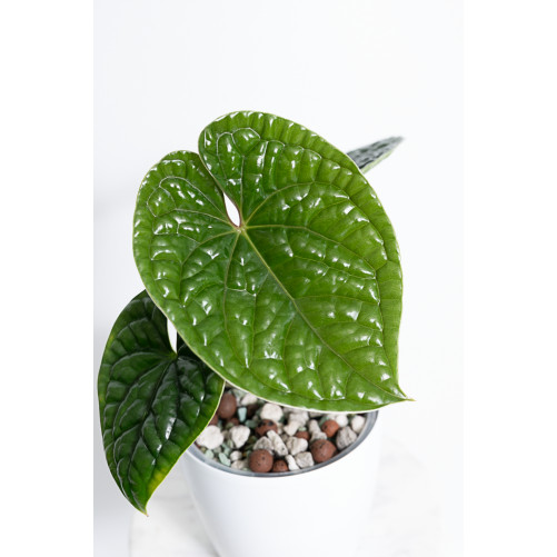 Anthurium luxurians