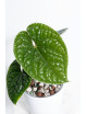 Anthurium luxurians