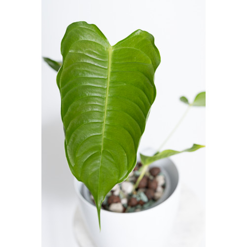 Anthurium veitchii