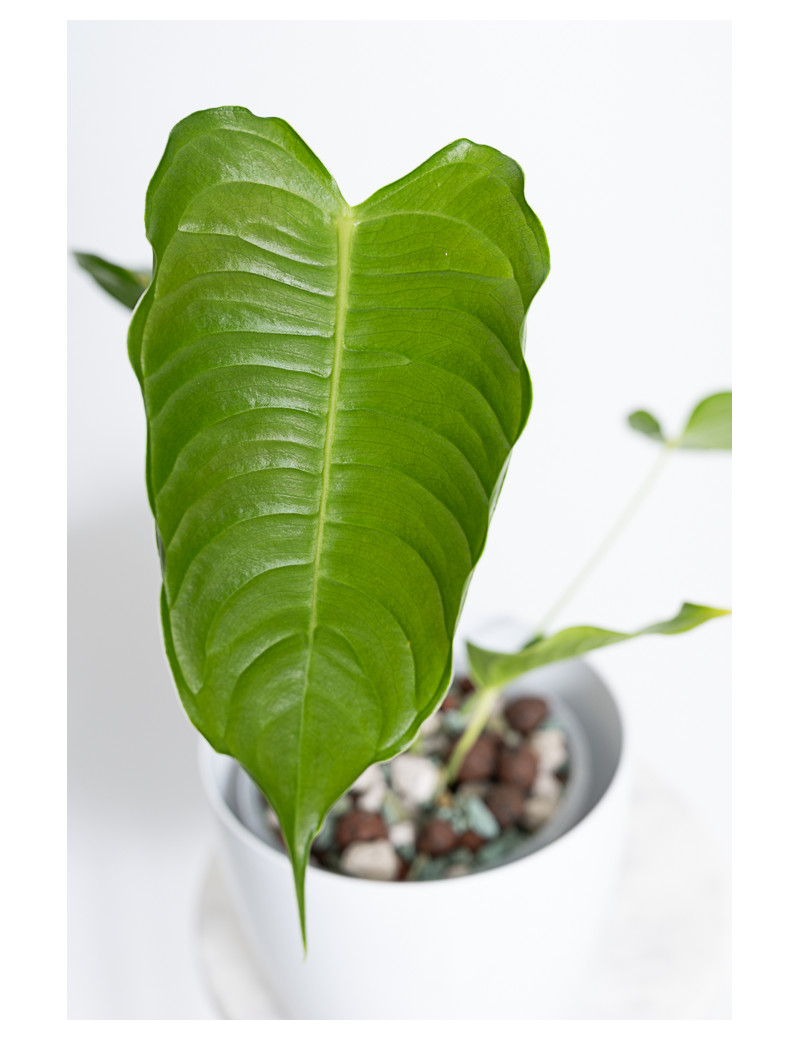 Anthurium veitchii