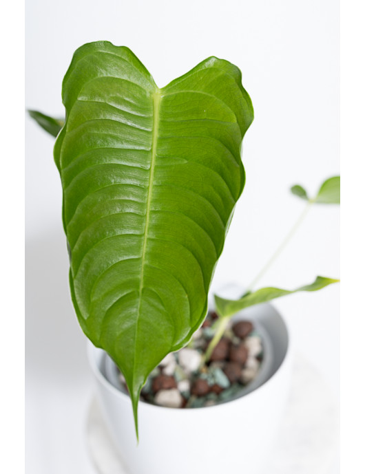 Anthurium veitchii