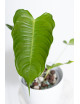 Anthurium veitchii