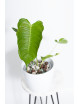Anthurium veitchii