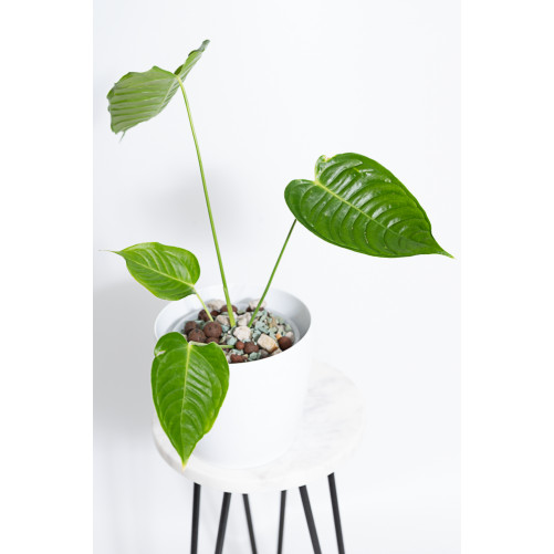 Anthurium veitchii