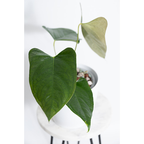 Anthurium besseae aff x...