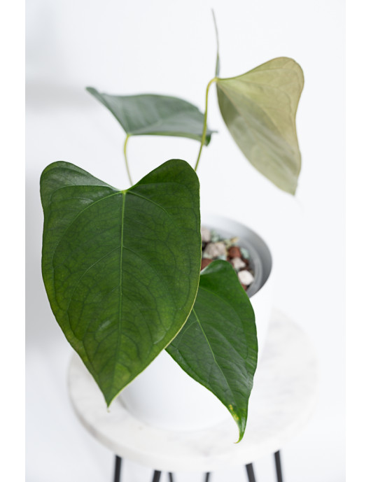 Anthurium besseae aff x pinkleyi (jungle dreams)