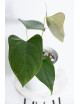 Anthurium besseae aff x pinkleyi (jungle dreams)
