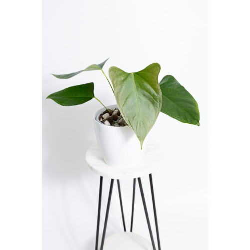 Anthurium besseae aff x pinkleyi (jungle dreams)