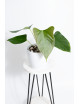 Anthurium besseae aff x pinkleyi (jungle dreams)