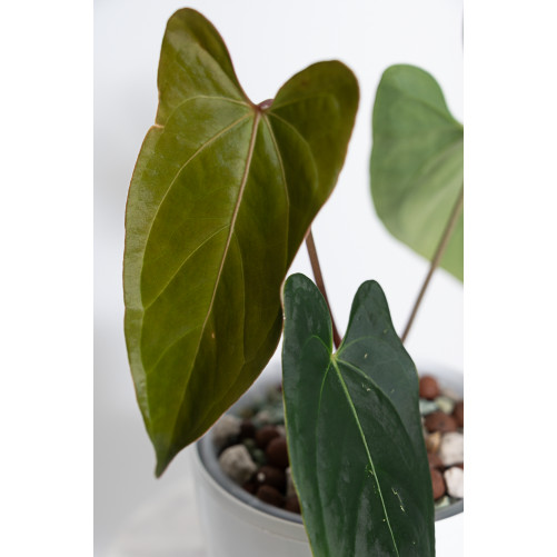 Anthurium crystallinum x...