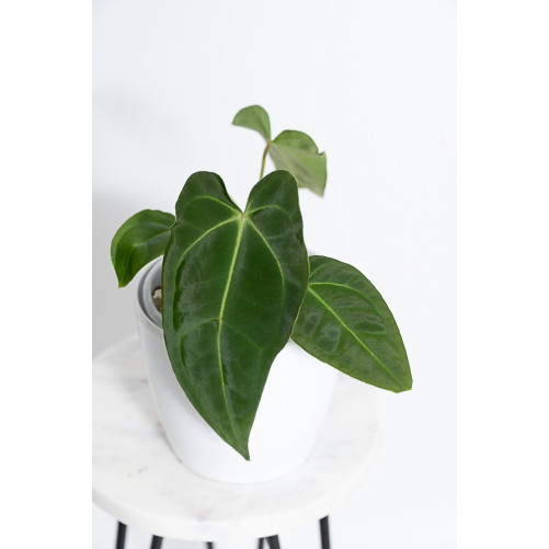 Anthurium forgetii WS x...