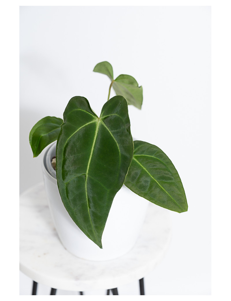 Anthurium forgetii WS x besseae aff NR