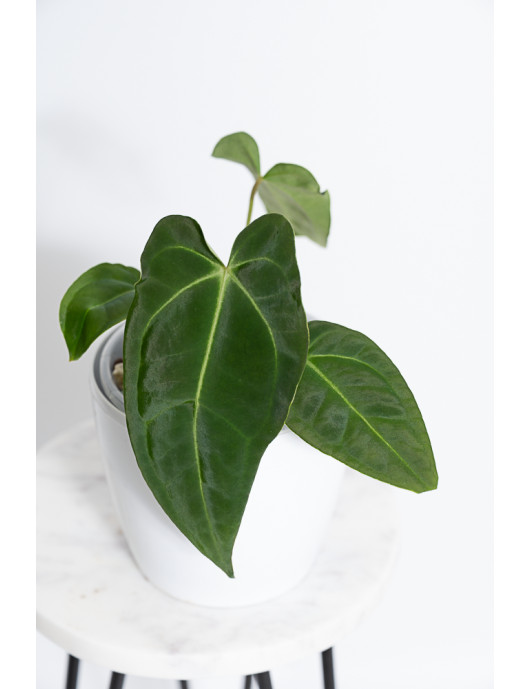 Anthurium forgetii WS x...