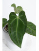 Anthurium forgetii WS x besseae aff NR