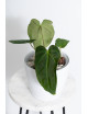 Anthurium forgetii WS x besseae aff NR