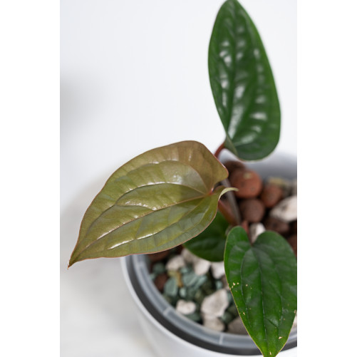 Anthurium radicans x luxurians