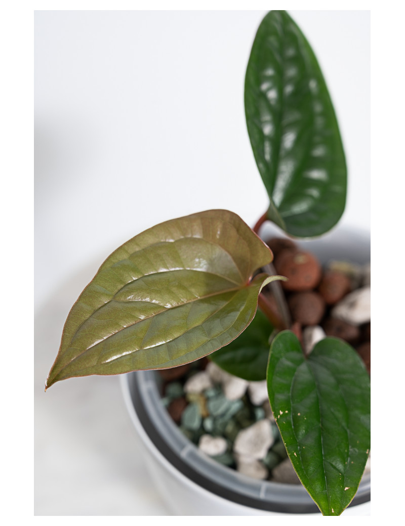 Anthurium radicans x luxurians