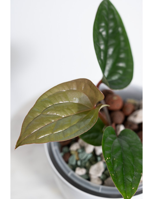 Anthurium radicans x luxurians