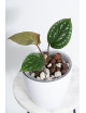 Anthurium radicans x luxurians
