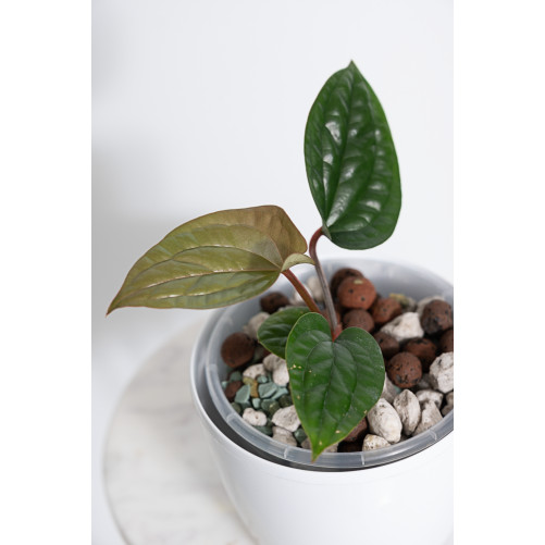 Anthurium radicans x luxurians