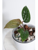 Anthurium radicans x luxurians