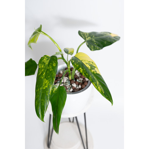 Philodendron domesticum...