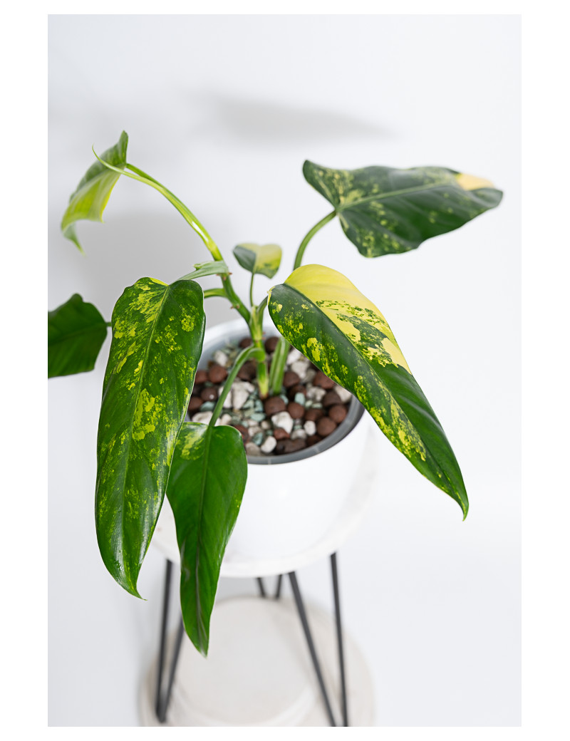 Philodendron domesticum variegata