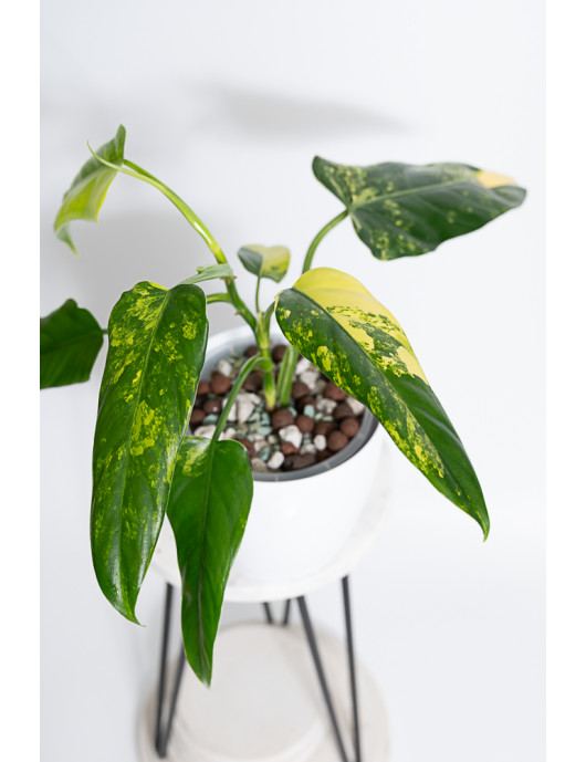 Philodendron domesticum variegata