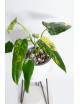 Philodendron domesticum variegata
