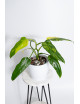 Philodendron domesticum variegata