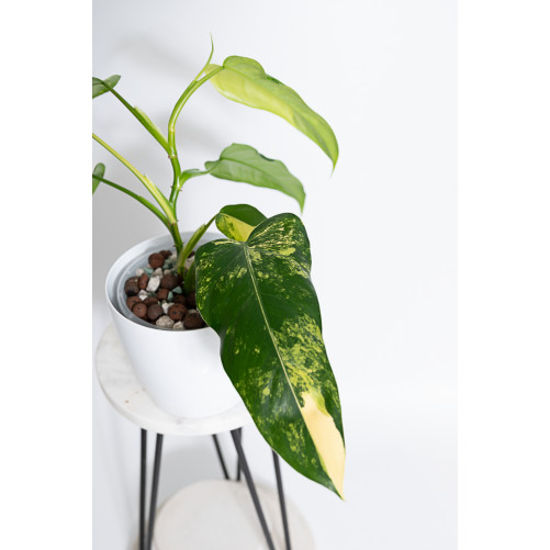 Philodendron domesticum variegata
