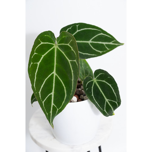Anthurium crystallinum x