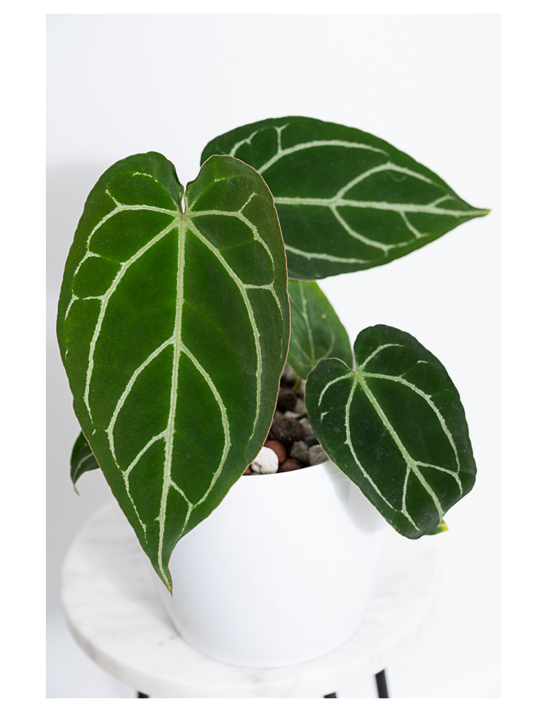 Anthurium crystallinum x