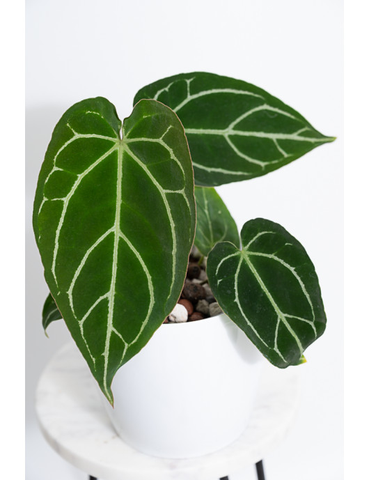 Anthurium crystallinum x
