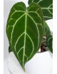 Anthurium crystallinum x