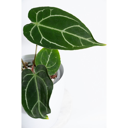 Anthurium crystallinum x