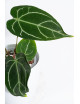 Anthurium crystallinum x