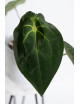Anthurium magnificum DF x forgetii